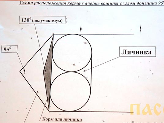 Производство и продажа качественной вощины с углом донышка 95 и 130 градусов